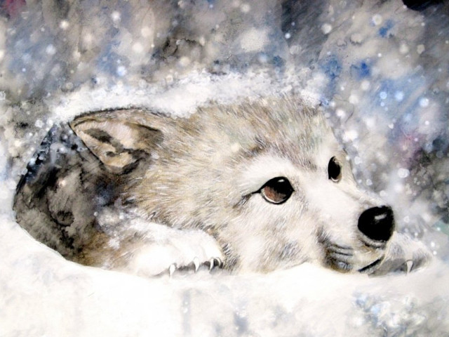 Wolf laying snow snowflake cat free wallpaper for desktop - medium preview image