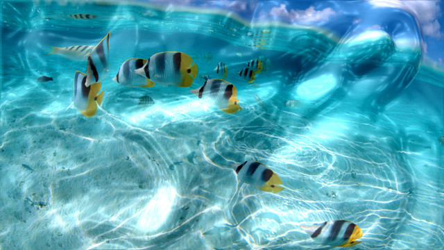 Fish swimming pool water sky free wallpaper for desktop - medium preview image