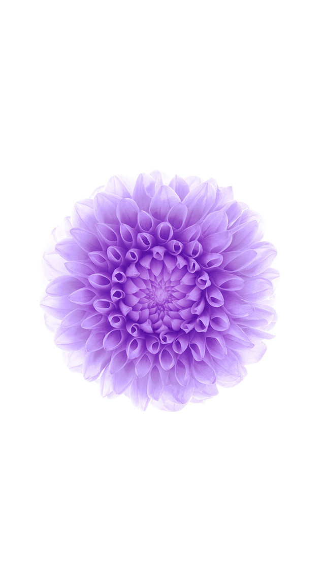 Purple flower white background white #2 free wallpaper for mobile - medium preview image