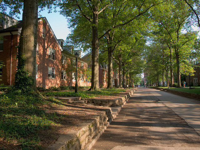 Tree lined brick buildings street free wallpaper for desktop - medium preview image