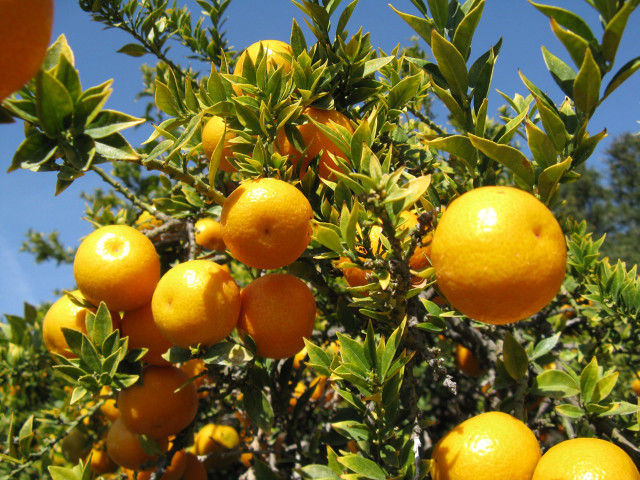 Ripe oranges tree branches leaves free wallpaper for desktop - medium preview image