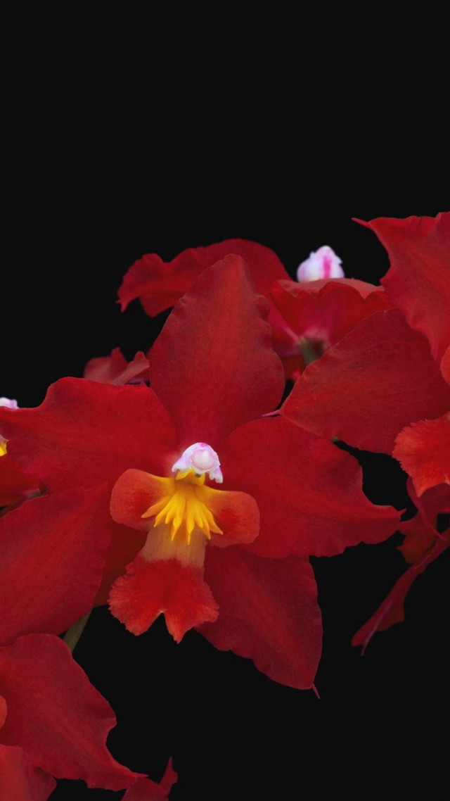 Red flowers macro rococo rich free wallpaper for mobile - medium preview image