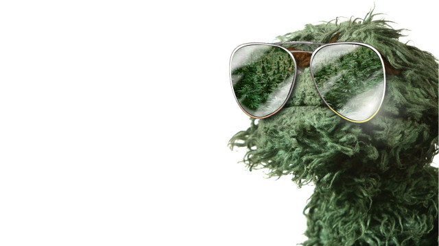 Green furry animal sunglasses white free wallpaper for desktop - medium preview image