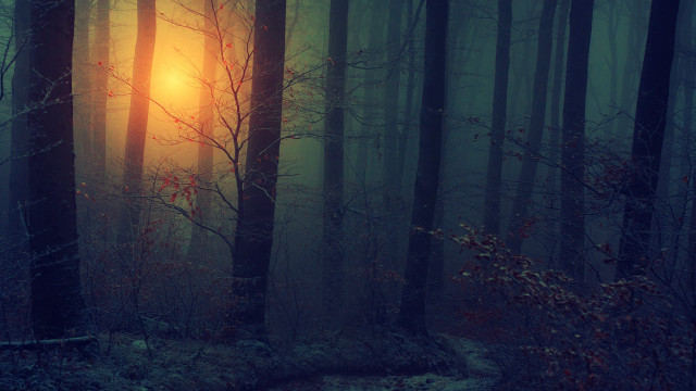 Foggy forest sunlight trees leaves free wallpaper for desktop - medium preview image