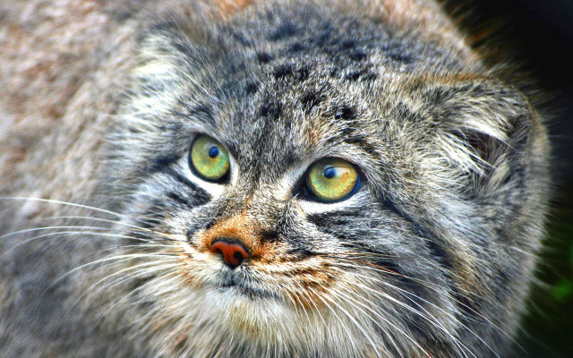 Cat green eyes closeup naturalism free wallpaper for desktop - medium preview image
