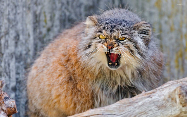 Angry cat open mouth yellow free wallpaper for desktop - medium preview image