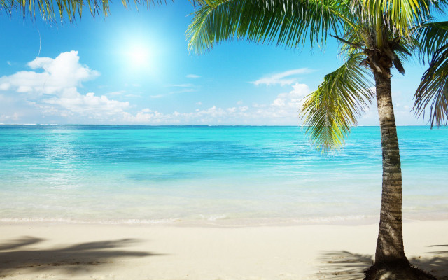 Palm tree beach sun ocean #2 free wallpaper for desktop - medium preview image