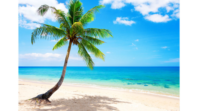 Palm tree beach blue sky #23 free wallpaper for desktop - medium preview image