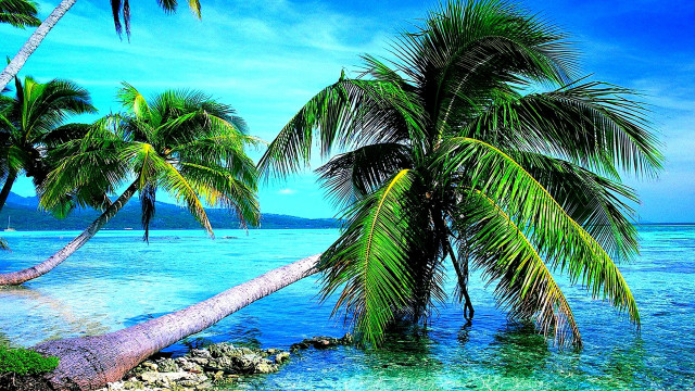 Palm tree leaning water beach free wallpaper for desktop - medium preview image