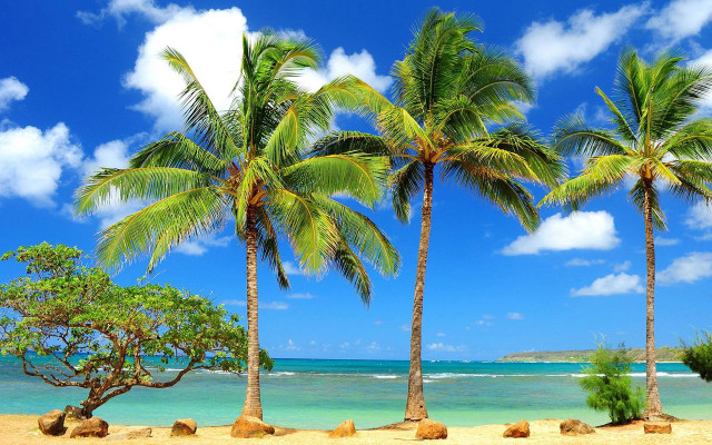 Beach palm trees blue sky #14 free wallpaper for desktop - medium preview image