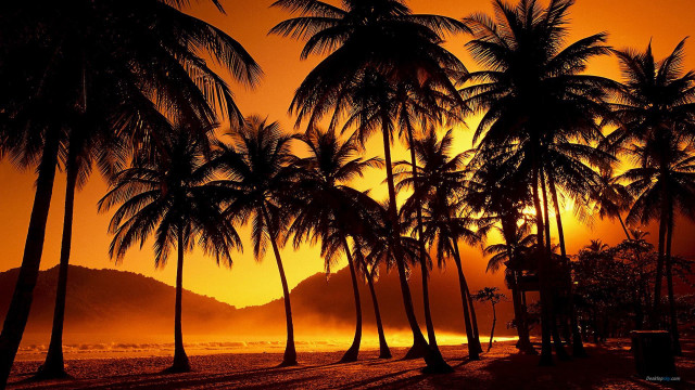 Sunset palm trees bench beach free wallpaper for desktop - medium preview image