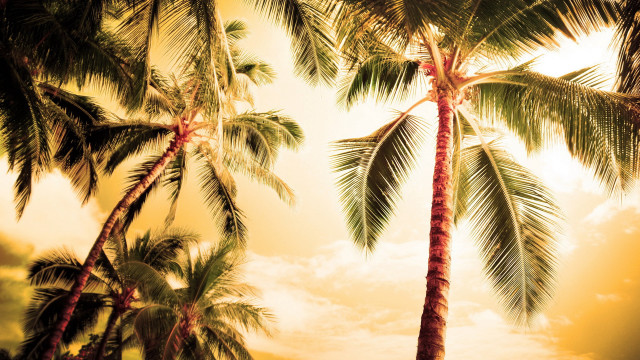Palm trees dirt grass sky free wallpaper for desktop - medium preview image