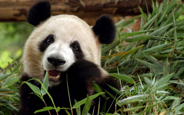 Panda bear sitting grass smiling #2 free wallpaper for desktop - medium preview image