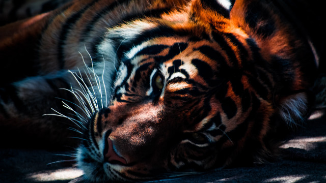 Tiger laying closed eyes head free wallpaper for desktop - medium preview image