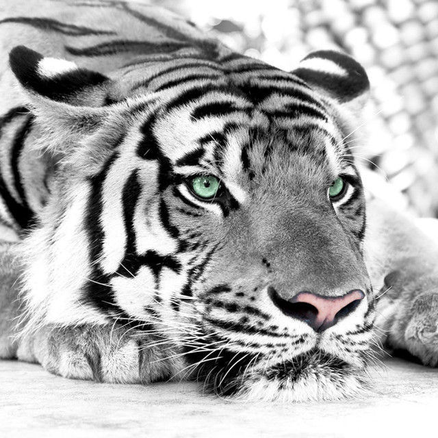 White tiger green eyes fence free wallpaper for tablet - medium preview image