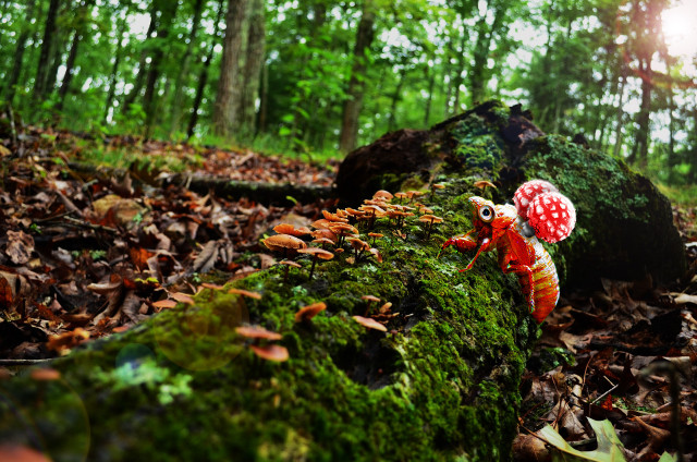 Mushroom mossy log woods sunlight free wallpaper for desktop - medium preview image