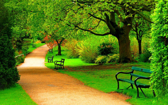 Park path benches trees lining free wallpaper for desktop - medium preview image