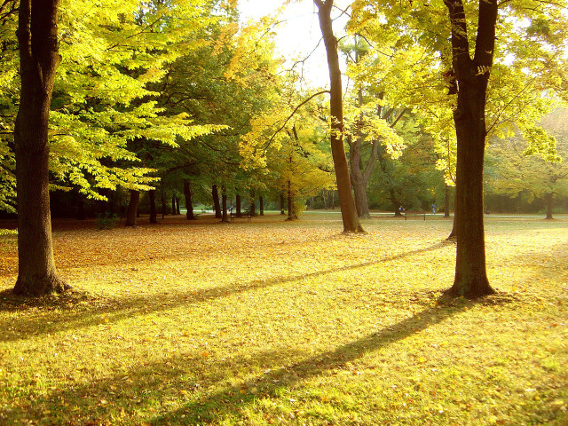 Autumn park trees leaves bench free wallpaper for desktop - medium preview image