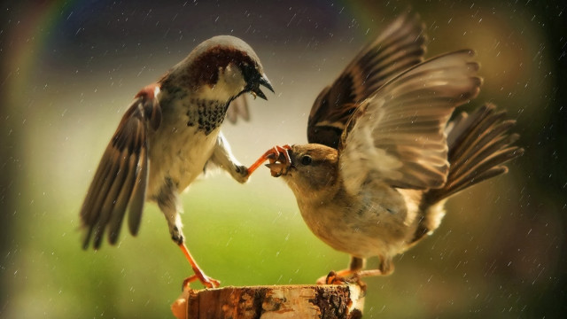 Two birds fighting food post free wallpaper for desktop - medium preview image