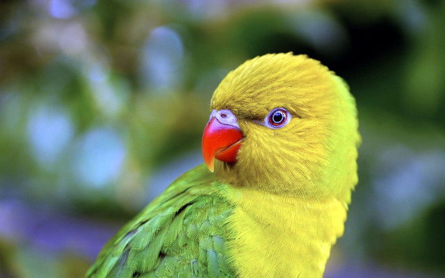 Yellow green bird red beak #2 free wallpaper for desktop - medium preview image