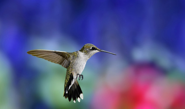 Hummingbird flying wings spread blurry free wallpaper for desktop - medium preview image