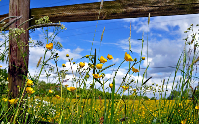 Yellow flowers wooden fence blue free wallpaper for desktop - medium preview image