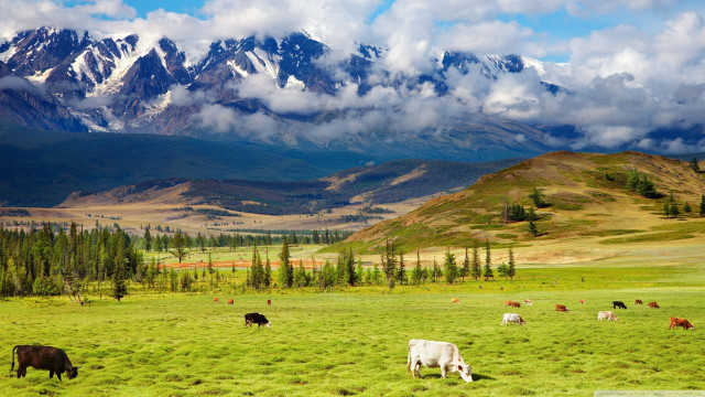 Cattle grazing mountains green field free wallpaper for desktop - medium preview image