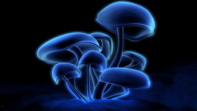 Blue mushrooms dark black background free wallpaper for desktop - medium preview image