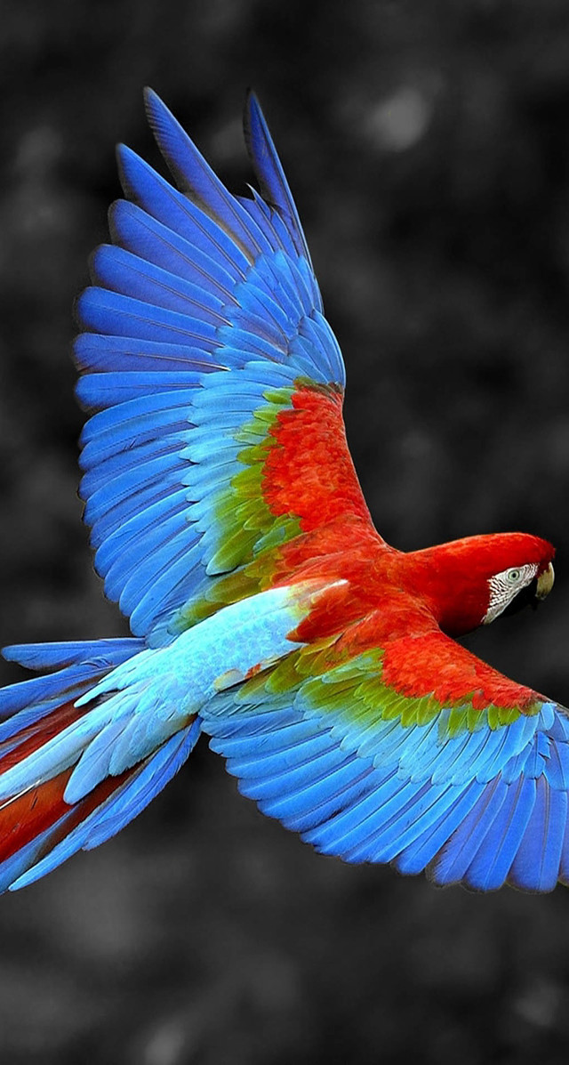 Colorful bird flying wings spread #9 free wallpaper for mobile - medium preview image