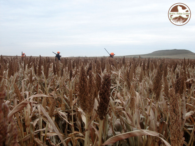 Two people field tall grass free wallpaper for desktop - medium preview image