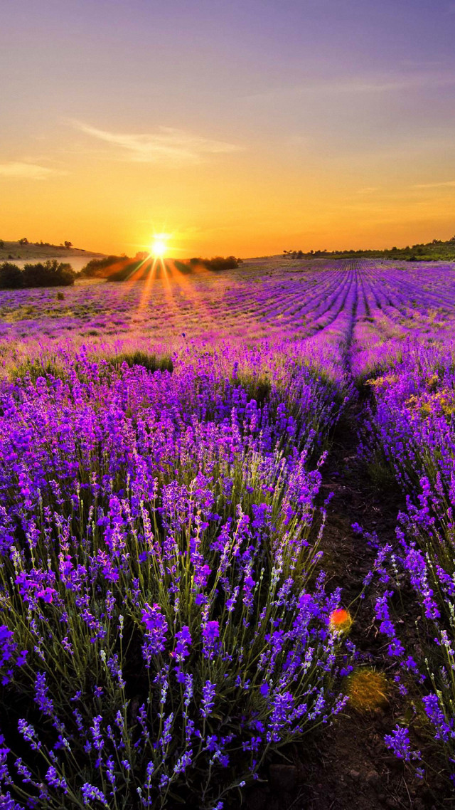 Lavender field sunset path leading free wallpaper for mobile - medium preview image