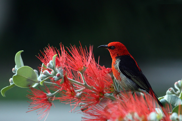 Red bird on flower macro free wallpaper for desktop - medium preview image