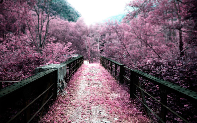 Path woods pink flowers bridge free wallpaper for desktop - medium preview image