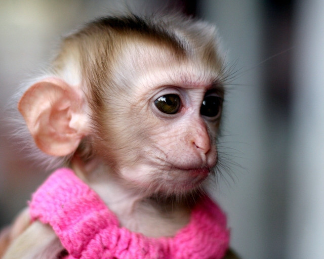 Small monkey pink sweater sad free wallpaper for desktop - medium preview image