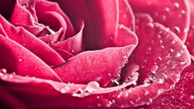 Pink rose water droplets close free wallpaper for desktop - medium preview image