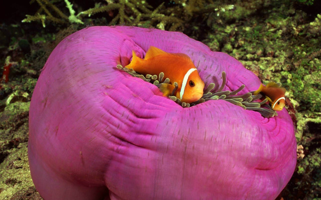Clownfish pink anemone algae ocean free wallpaper for desktop - medium preview image