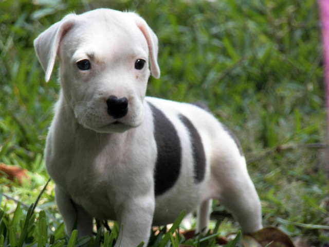 White black puppy grass pink free wallpaper for desktop - medium preview image