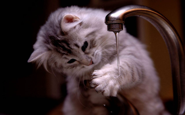 Cat drinking water faucet table free wallpaper for desktop - medium preview image
