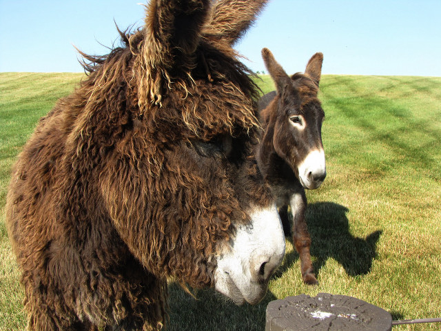 Horse field grass sky outdoors free wallpaper for desktop - medium preview image