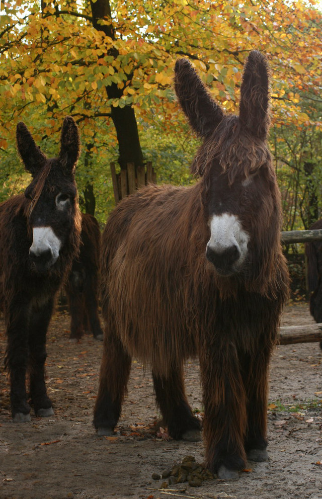 Donkeys forest fence autumn leaves free wallpaper for mobile - medium preview image