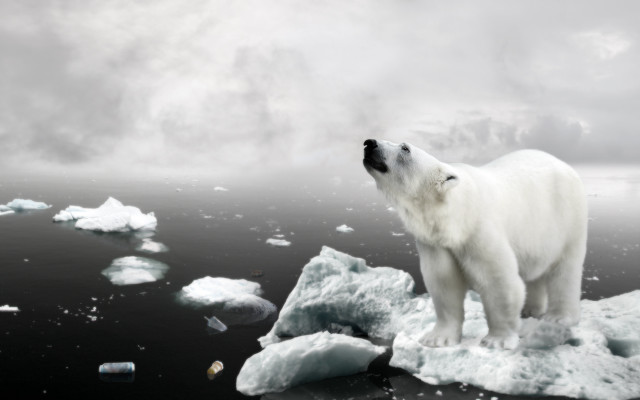 Polar bear ice floes starry free wallpaper for desktop - medium preview image