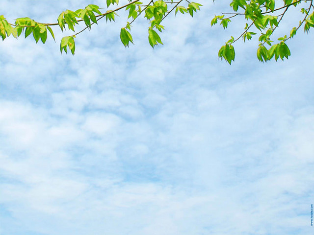 Plane tree branch sky blue free wallpaper for desktop - medium preview image