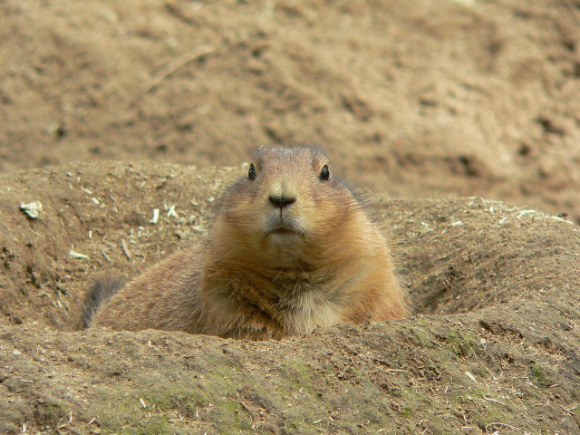 Groundhog sitting dirt curious look free wallpaper for desktop - medium preview image
