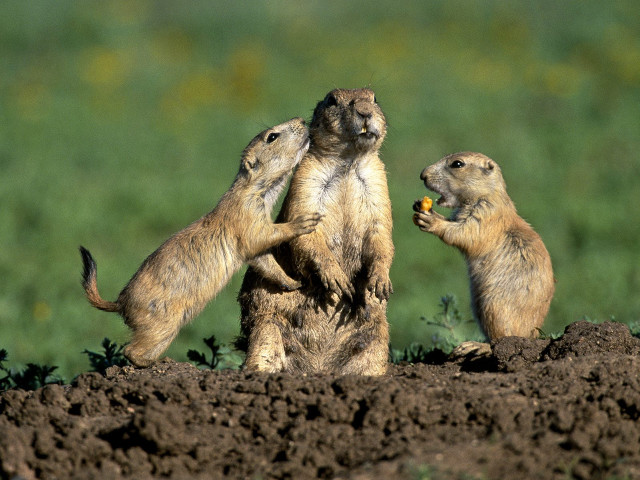 Prairie groundhogs eating dirt grass free wallpaper for desktop - medium preview image