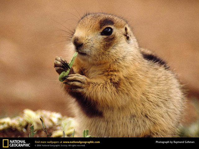 Small rodent eating grass curious free wallpaper for desktop - medium preview image