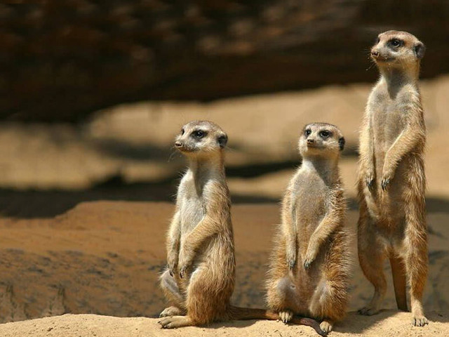 Three meerkats rock looking distance free wallpaper for desktop - medium preview image
