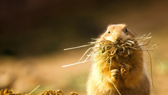 Rodent eating grass field blurry free wallpaper for desktop - medium preview image