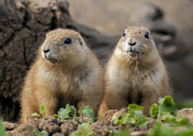 Prairie groundhogs field dirt grass free wallpaper for desktop - medium preview image