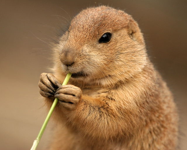 Small rodent eating plant paws free wallpaper for desktop - medium preview image