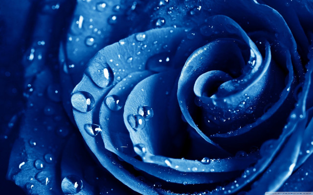 Blue rose water droplets starry free wallpaper for desktop - medium preview image